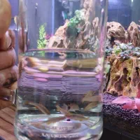 رازبورا گلکسی درشت وکوریدوراس|ماهی|شیراز, کوشک میدان|دیوار