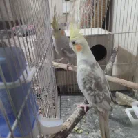 عروس هلندی مرغ کوتوله