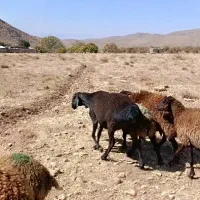 میش|حیوانات مزرعه|مشهد مرغاب, |دیوار