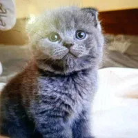 اسکاتیش بلو|گربه|آبادان, |دیوار