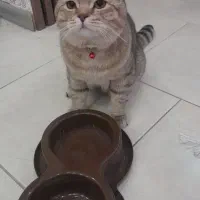 گربه بریتیش|گربه|پاکدشت, شهرک امام رضا|دیوار