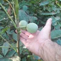 بادام گردو وسایر ارقام نهال|خدمات باغبانی و درختکاری|میانه, |دیوار