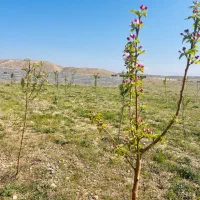 زمین ۲۰۰۰متر( ملکی )نهال کاری شده همراه اب ماریان