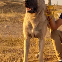 سگ سرابی از نسل بز سرخاب