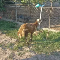 بره نر قزل افشار ،مخصوص پروار