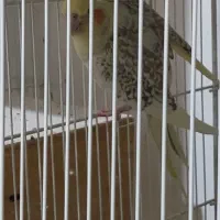 عروس هلندی مولد|پرنده|زرقان, |دیوار