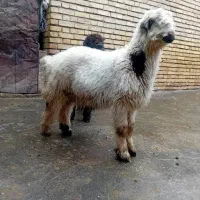 میش.بره شیری