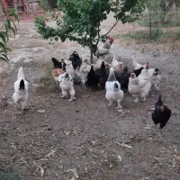 مرغ وخروس برهما