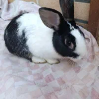 خرگوش زیبا بازی گوش ارام