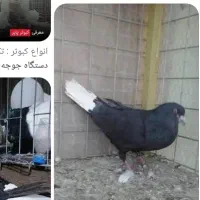 زاغ دم سفید