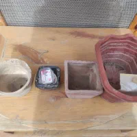 تعدادی گلدان|گل و گیاه طبیعی|سبزوار, شرق کال شمالی|دیوار