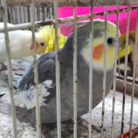 4 عدد عروس هلندی نژادهای لوتینو و ابلق و سیامون|پرنده|مشهد, ادیب نیشابوری (شهرک غرب)|دیوار