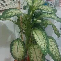 فروشی توافقی