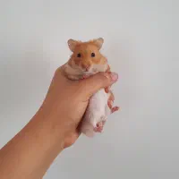 همستر نر و ماده|موش و خرگوش|محمدیه-قزوین, |دیوار