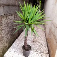 یوکا سالم ریشه پر فقط و فقط ۳۰۰|گل و گیاه طبیعی|آمل, |دیوار