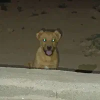 واگذاری سگ|سگ|شاهین‌شهر, گرگاب|دیوار