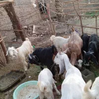 فروش همه گوسفندها یکجا|حیوانات مزرعه|ایرانشهر, |دیوار