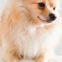 سگ پامر اشپیتز