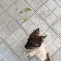 سگ پاکوتاه سیاه سفید نر