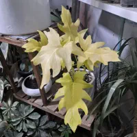 حراج گلهای آپارتمانی