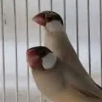 نرگسی شکلاتی ۸۵۰ و کرواتی