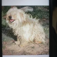 پاکوتاه شیتزو ۲عدد دونه ۲تومن مفت