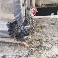 مرغ محلی تخم گذار سالم و سرحال