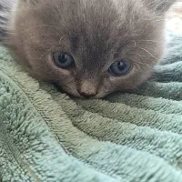 گربه خانگی اصیل|گربه|آمل, |دیوار