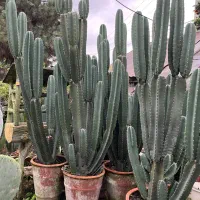 گل کاکتوس و بابا آدم|گل و گیاه طبیعی|محمودآباد, |دیوار