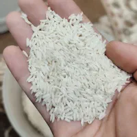 برنج هاشمی اعلا لشت نشا|خوردنی و آشامیدنی|رشت, جانبازان|دیوار