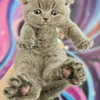 نمایشگاه /گربه /واگذاری/دامپزشکی|گربه|تهران, جنت‌آباد مرکزی|دیوار