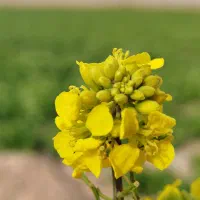 استخدام نیروی کار