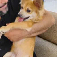 واگذاری رایگان به خانمها .جهت نگهداری نه فروش|سگ|خرم‌آباد, |دیوار