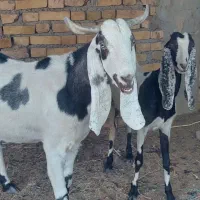 بز پاکستانی