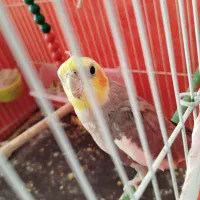 عروس هلندی نر