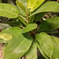 انواع گلهای آپارتمانی(گیاه پزشکی)