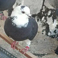 کفتر طوقی و شازده معاوضه