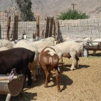 بره نر چینی ومحلی بز کهره نرنری معاوضه باپژومزدا|حیوانات مزرعه|سیرجان, |دیوار
