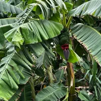 باغ با چاه|فروش زمین و ملک کلنگی|گرگان, |دیوار