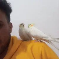 دو عدد عروس هلندی لوتینو|پرنده|کرج, حسین آباد (اکبر آباد)|دیوار