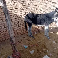 الاغ‌۲‌سال