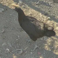 سه مرغ و سه خروس نژاد دار|حیوانات مزرعه|خاوران, |دیوار