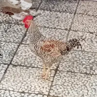 طلا محلی|پرنده|قائم‌شهر, |دیوار