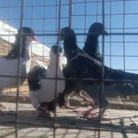 کفتر سار ماده سبزنر و جوجه ساده وپولک|پرنده|قلندر آباد, |دیوار