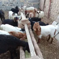 کود گوسفندی نرم مخصوص گل و باغچه