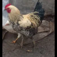 دوتا خروس سرحال وگوشتی|حیوانات مزرعه|چوبر, |دیوار