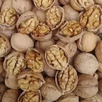 گردو پوست کاغذی