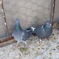 کفتر سار موشی پر خال، آلمانی|پرنده|مشهد, شهرک مهرگان|دیوار