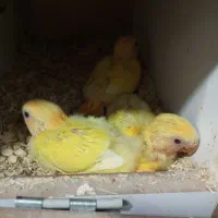 طوطی برزیلی سرلاکی|پرنده|ارومیه, |دیوار