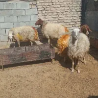 فروش چهار راس گوسفند ابستن|حیوانات مزرعه|کوهنانی, |دیوار
